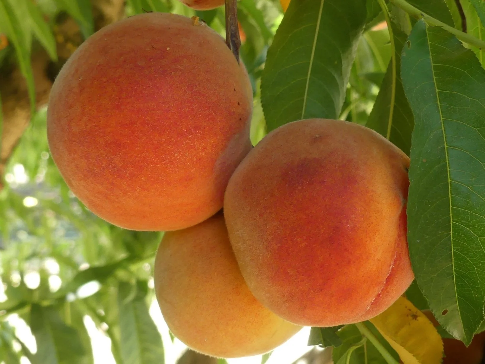 Peach Tree, Peach Varieties — Burchell Nursery